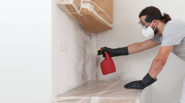 Professional Mold Removal technician working in Berthoud, CO