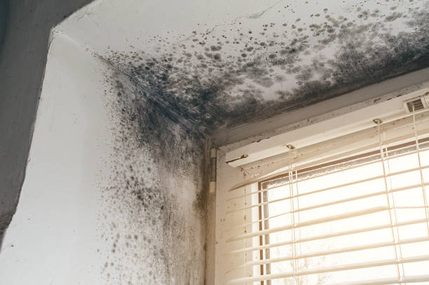 Affordable Mold Removal solutions in Berthoud, CO
